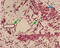 Potassium Voltage-Gated Channel Subfamily J Member 8 antibody, GTX54833, GeneTex, Immunohistochemistry paraffin image 