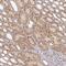 Interleukin 1 Receptor Associated Kinase 2 antibody, HPA050520, Atlas Antibodies, Immunohistochemistry frozen image 