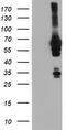 N-Myristoyltransferase 2 antibody, CF504157, Origene, Western Blot image 