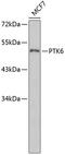 Protein Tyrosine Kinase 6 antibody, 19-112, ProSci, Western Blot image 