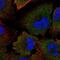 Calpain 2 antibody, NBP1-88204, Novus Biologicals, Immunofluorescence image 