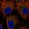 Limbic System Associated Membrane Protein antibody, PA5-67408, Invitrogen Antibodies, Immunofluorescence image 