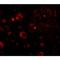 Aryl Hydrocarbon Receptor Interacting Protein Like 1 antibody, NBP1-76953, Novus Biologicals, Immunocytochemistry image 