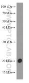 Fibroblast growth factor 18 antibody, 60341-1-Ig, Proteintech Group, Western Blot image 