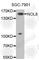 Nucleolar Protein 8 antibody, A5987, ABclonal Technology, Western Blot image 