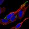 VPS37D antibody, NBP1-93480, Novus Biologicals, Immunofluorescence image 