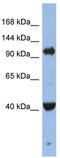 Argonaute RISC Component 4 antibody, TA344200, Origene, Western Blot image 