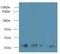 Mitochondrial Ribosomal Protein L18 antibody, LS-C379309, Lifespan Biosciences, Western Blot image 