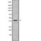 Protein Wnt-10b antibody, abx219358, Abbexa, Western Blot image 