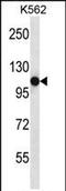 Semaphorin 4C antibody, PA5-71771, Invitrogen Antibodies, Western Blot image 