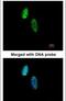 CDC28 Protein Kinase Regulatory Subunit 2 antibody, PA5-22187, Invitrogen Antibodies, Immunofluorescence image 