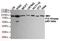 Phosphoinositide-3-Kinase Regulatory Subunit 2 antibody, MBS475225, MyBioSource, Western Blot image 