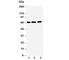 Nuclear Receptor Subfamily 4 Group A Member 1 antibody, R30761, NSJ Bioreagents, Western Blot image 