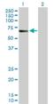 CAMP Responsive Element Binding Protein 5 antibody, H00009586-D01P, Novus Biologicals, Western Blot image 