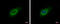 La Ribonucleoprotein Domain Family Member 1 antibody, GTX120884, GeneTex, Immunocytochemistry image 