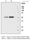 Calcium/Calmodulin Dependent Protein Kinase II Alpha antibody, ab5683, Abcam, Western Blot image 