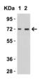 Mitochondrial import receptor subunit TOM70 antibody, 4959, ProSci, Western Blot image 