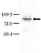 Mitogen-Activated Protein Kinase Kinase Kinase Kinase 3 antibody, AP14912PU-N, Origene, Western Blot image 