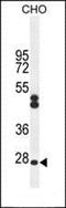Basic Leucine Zipper Nuclear Factor 1 antibody, orb247433, Biorbyt, Western Blot image 