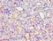 G protein-coupled receptor kinase 6 antibody, LS-C375844, Lifespan Biosciences, Immunohistochemistry frozen image 