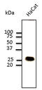 Caveolin 1 antibody, LS-B9776, Lifespan Biosciences, Western Blot image 