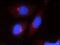 Beclin 1-associated autophagy-related key regulator antibody, 24412-1-AP, Proteintech Group, Immunofluorescence image 