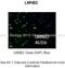 Lamin B2 antibody, ARP46356_P050, Aviva Systems Biology, Immunohistochemistry paraffin image 