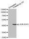 Jun Proto-Oncogene, AP-1 Transcription Factor Subunit antibody, MBS128373, MyBioSource, Western Blot image 