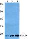 Cytochrome C Oxidase Subunit 5A antibody, A07895-1, Boster Biological Technology, Western Blot image 