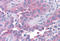 Taste 1 Receptor Member 1 antibody, MBS242891, MyBioSource, Immunohistochemistry frozen image 