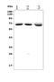 Interleukin 1 Receptor Associated Kinase 2 antibody, A01559, Boster Biological Technology, Western Blot image 