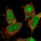 DET1 And DDB1 Associated 1 antibody, NBP2-58470, Novus Biologicals, Immunofluorescence image 