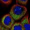 OTU Deubiquitinase 7A antibody, NBP1-88434, Novus Biologicals, Immunofluorescence image 