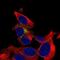 Beta-1,3-Glucuronyltransferase 1 antibody, NBP2-57597, Novus Biologicals, Immunofluorescence image 