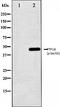 Protein Tyrosine Phosphatase Non-Receptor Type 1 antibody, orb99133, Biorbyt, Western Blot image 