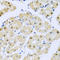 Protein Phosphatase 4 Regulatory Subunit 3A antibody, LS-C410035, Lifespan Biosciences, Immunohistochemistry frozen image 