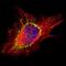 Adaptor Related Protein Complex 1 Subunit Sigma 2 antibody, orb74214, Biorbyt, Immunofluorescence image 