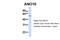 Anoctamin 10 antibody, A06919, Boster Biological Technology, Western Blot image 