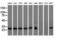 RAB, Member Of RAS Oncogene Family Like 2A antibody, M14567, Boster Biological Technology, Western Blot image 