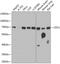 Chromodomain Y-Linked 1B antibody, A14115-1, Boster Biological Technology, Western Blot image 