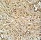 TWIST Neighbor antibody, LS-C162687, Lifespan Biosciences, Immunohistochemistry paraffin image 
