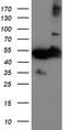 Tubulin Alpha Like 3 antibody, CF503932, Origene, Western Blot image 