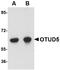 OTU Deubiquitinase 5 antibody, NBP1-76943, Novus Biologicals, Western Blot image 