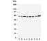 Apoptosis Inhibitor 5 antibody, R30177, NSJ Bioreagents, Western Blot image 