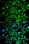 Protein Tyrosine Kinase 6 antibody, LS-C349190, Lifespan Biosciences, Immunofluorescence image 