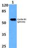 Cyclin B1 antibody, PA5-36712, Invitrogen Antibodies, Western Blot image 