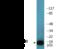 BCL2 Associated Agonist Of Cell Death antibody, EKC2359, Boster Biological Technology, Western Blot image 