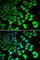 Lysine Demethylase 4B antibody, A5824, ABclonal Technology, Immunofluorescence image 