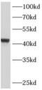 ADAM Like Decysin 1 antibody, FNab00145, FineTest, Western Blot image 