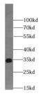 ELAVL1 antibody, FNab04080, FineTest, Western Blot image 